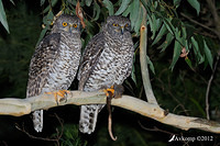 powerful owl 2085