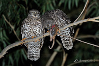 powerful owl 2203