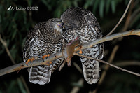 powerful owl 2205