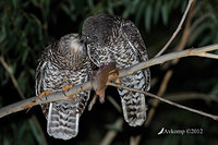 powerful owl 2206