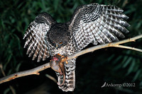 powerful owl 2216