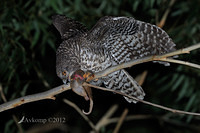 powerful owl 2217