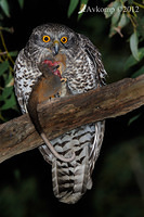 powerful owl 2222