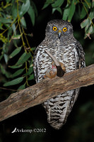 powerful owl 2224