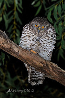 powerful owl 2234