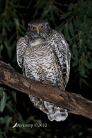 powerful owl 2238