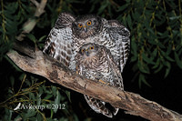 powerful owl 2240