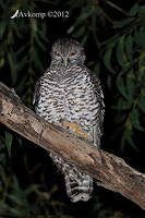 powerful owl 2244