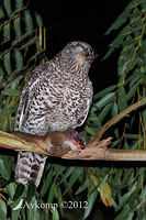 powerful owl 2250