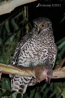 powerful owl 2251