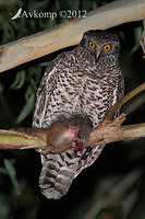 powerful owl 2253