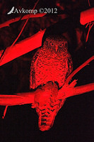 powerful owl 2262