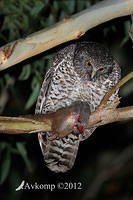 powerful owl 2264