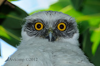 powerful owl 4002