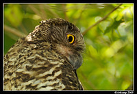 powerful owl 4884 cropped 