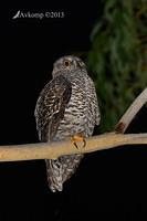 powerful owl 7213