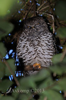 powerful owl 7276