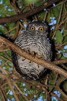 powerful owl 7283