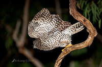 powerful owl 10455