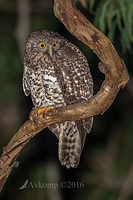 powerful owl 10460