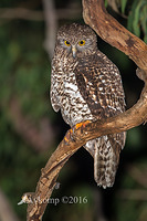 powerful owl 10461