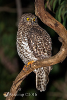 powerful owl 10465