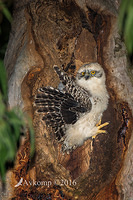 powerful owl 10483