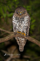 powerful owl 10655