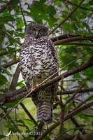 powerful owl 13380