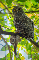 powerful owl 13393