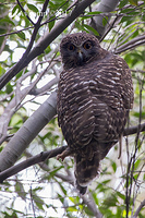 powerful owl 13408