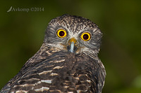 powerful owl 13698