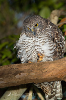 powerful owl 13732