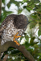 powerful owl 14002