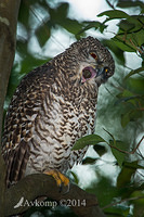 powerful owl 14005