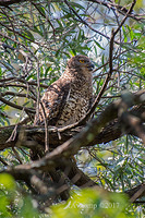 powerful owl 14663