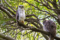 powerful owl 14994 ff