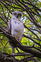 powerful owl 15002