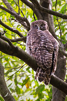 powerful owl 15006