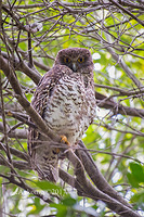 powerful owl 15018