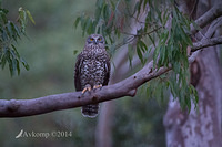 powerful owl 15179