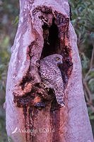 powerful owl 16000