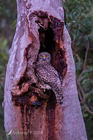 powerful owl 16007