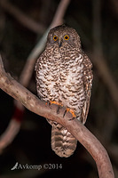 powerful owl 16598