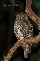 powerful owl 16727