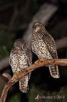 powerful owl 16762