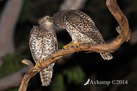 powerful owl 16764