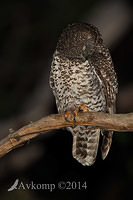 powerful owl 16941