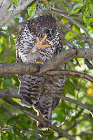 powerful owl 17522