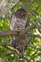 powerful owl 17523